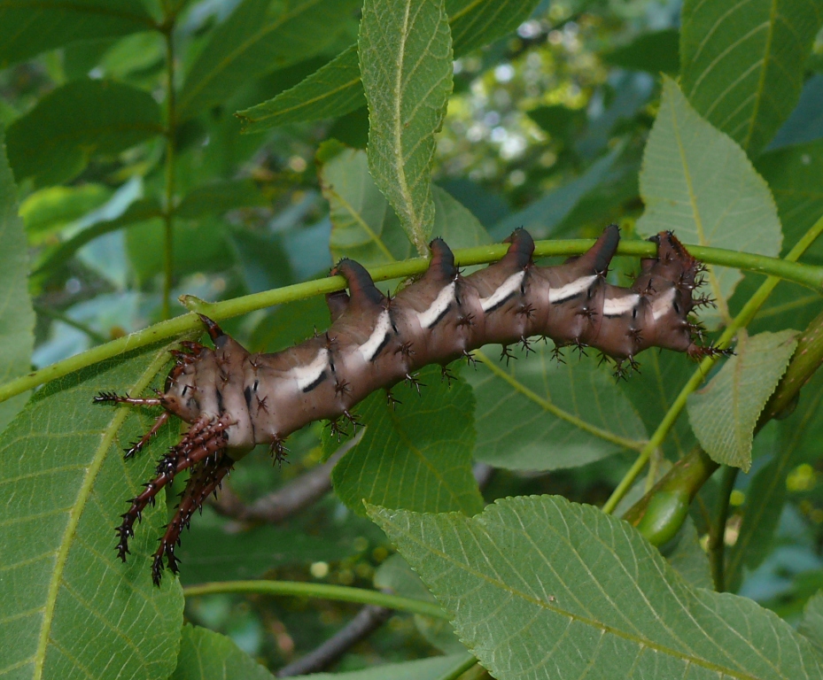 Ohio Birds and Biodiversity Hickory Horned Devil