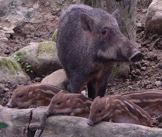 Baby Animals: Baby Formosan Hoglets 1