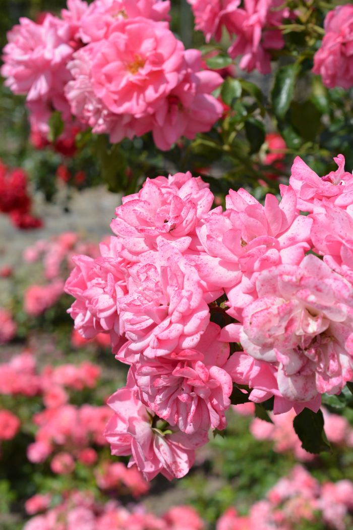 Duni's Studio: Daytrip Part Two { Rosendorf }