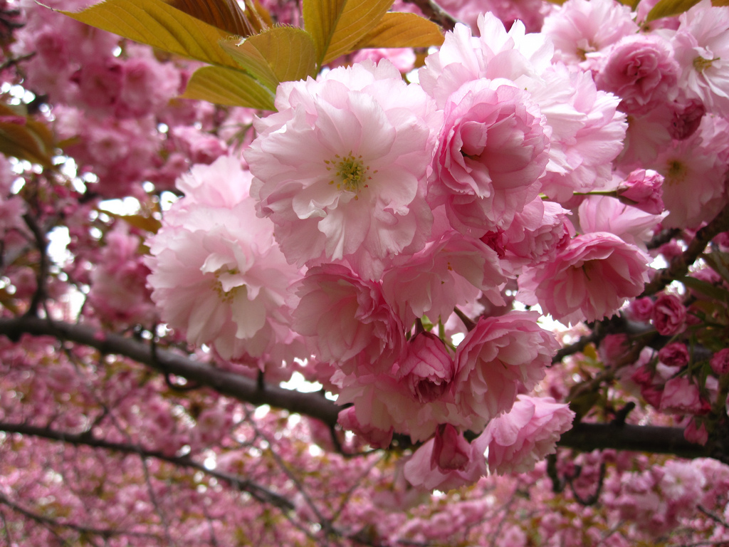 Flowering Cherries Flowering Cherries