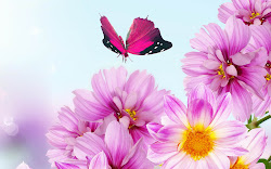 flowers wallpapers pink backgrounds desktop flower computer paos keywords