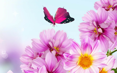 foto hewan - gambar kupu-kupu dan bunga