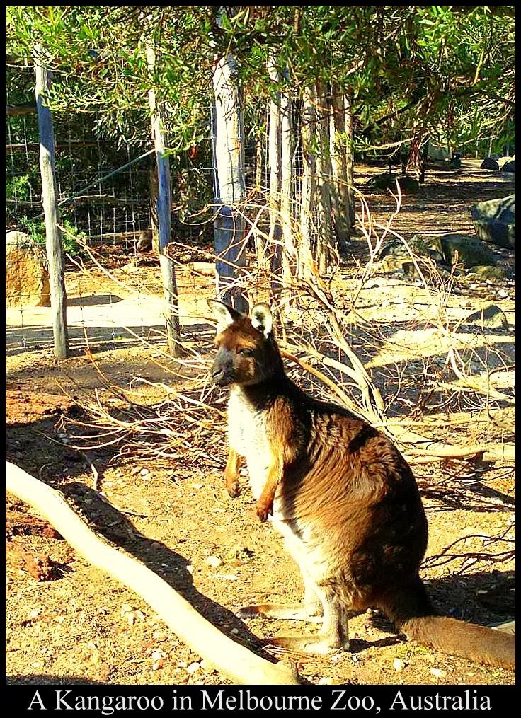 Picture of the Week #40 - Kangaroo in Melbourne Zoo, Melbourne