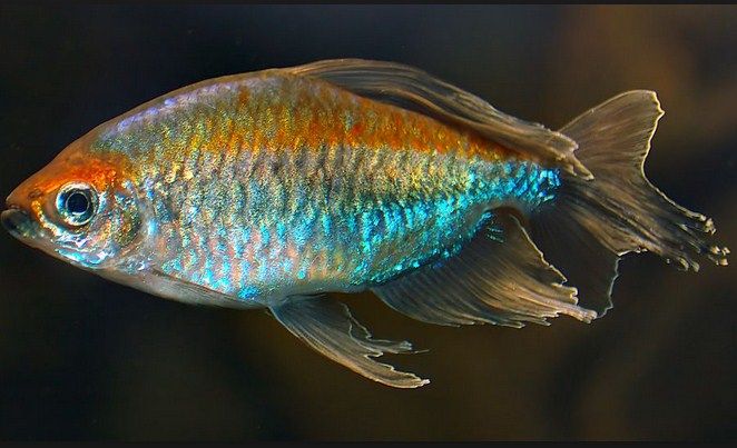 Ikan Congo Tetra (Phenacogrammus Interruptus) dan Cara Memeliharanya Ikan Congo Tetra (Phenacogrammus Interruptus) dan Cara Memeliharanya