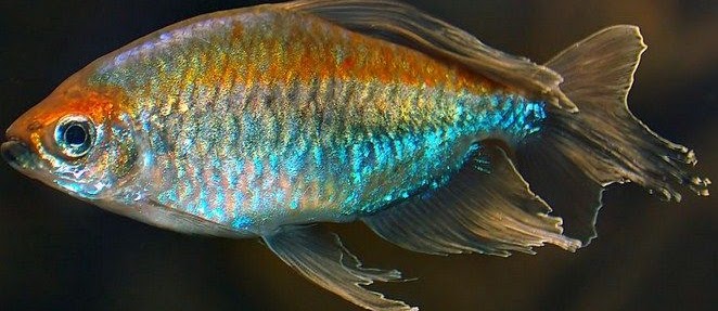 Ikan Congo Tetra (Phenacogrammus Interruptus) dan Cara Memeliharanya