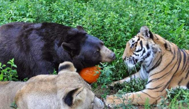 Hukum Memakan Binatang Buas Islam Sampai Mati