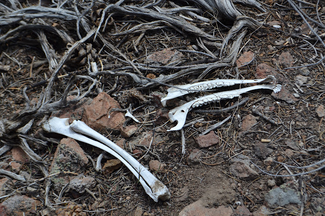 deer jaw