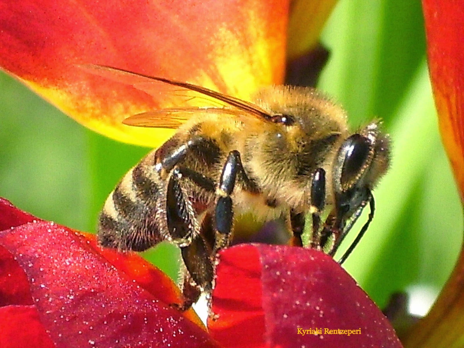 μελισσες