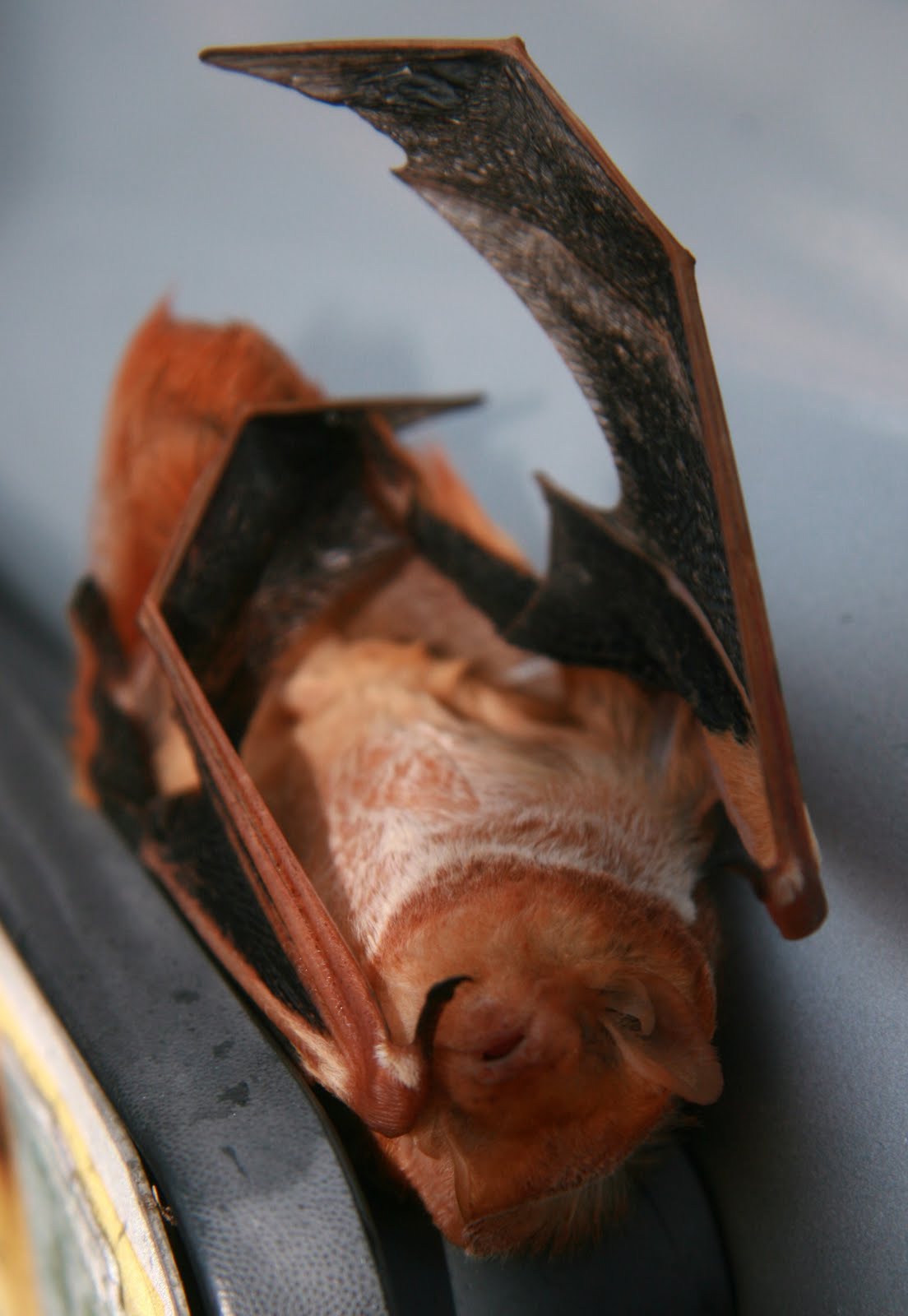 Project WHom 365 I've heard of bats in the belfry but...