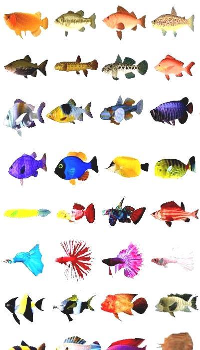 List Of Common Fish Names Names Of Freshwater Fish list-of-common-fish-names-names-of-freshwater-fish