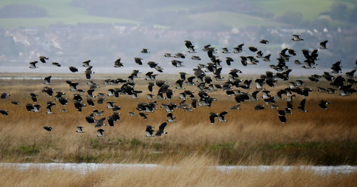 Wilde About Birds: Another High Tide at Parkgate