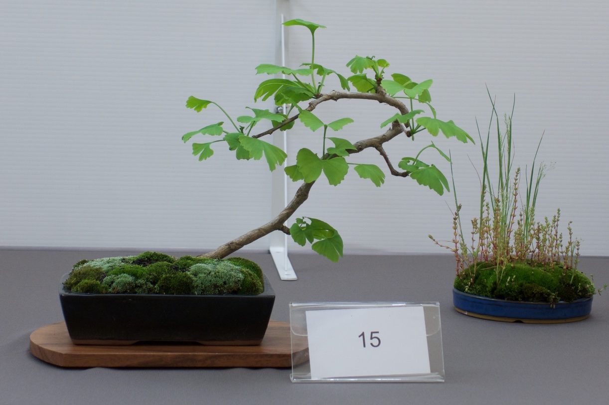 Bonsai Society Of Victoria In Australia Bonsai Society Of Victoria In Australia