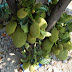 BIBIT NANGKA MINI