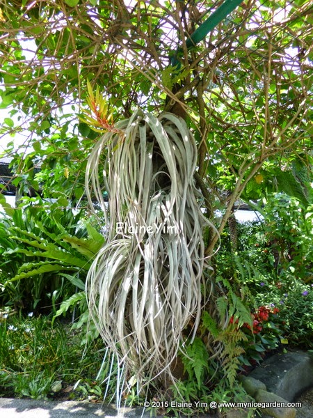 My Tropical Plants Finder: Tillandsia xerographica - Giant Air Plant