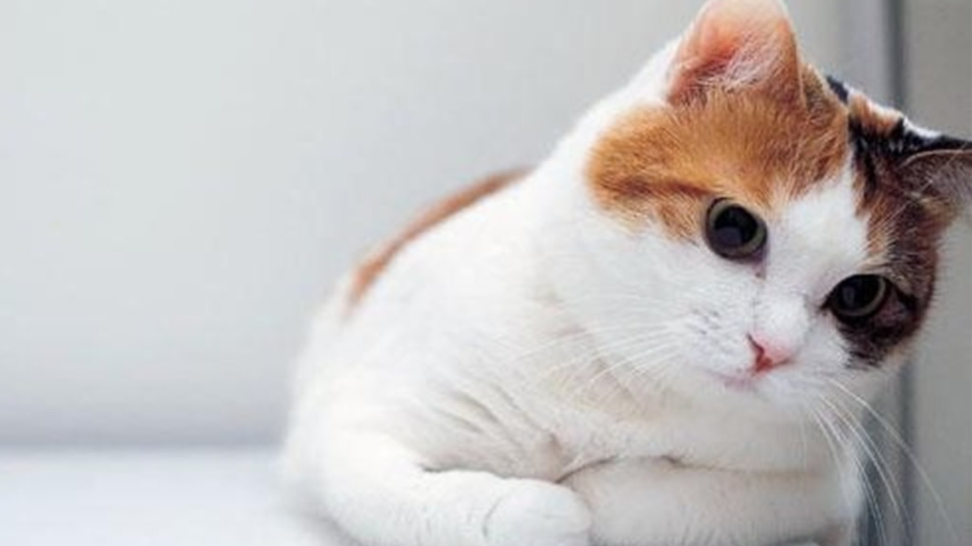 Adorable Cat Wallpaper Wallpapers Quality