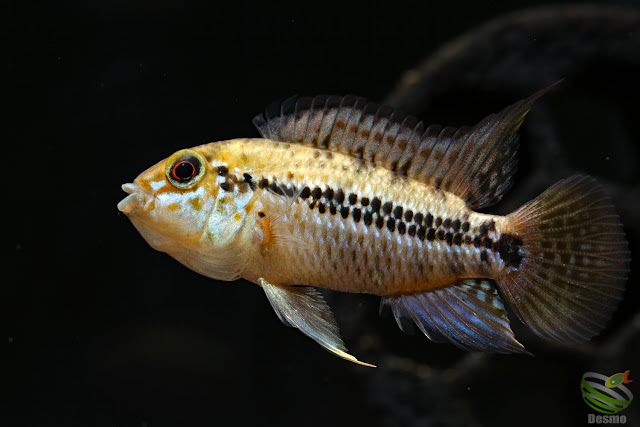 Apistogramma cf. alacrina (Guayas)