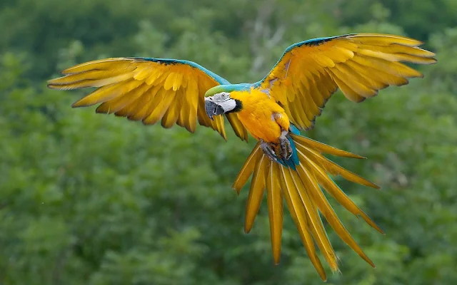 Vliegende papegaai