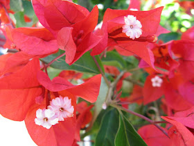 Red bougainvillea bracts white flowers Turks Caicos by garden muses-not another Toronto gardening blog