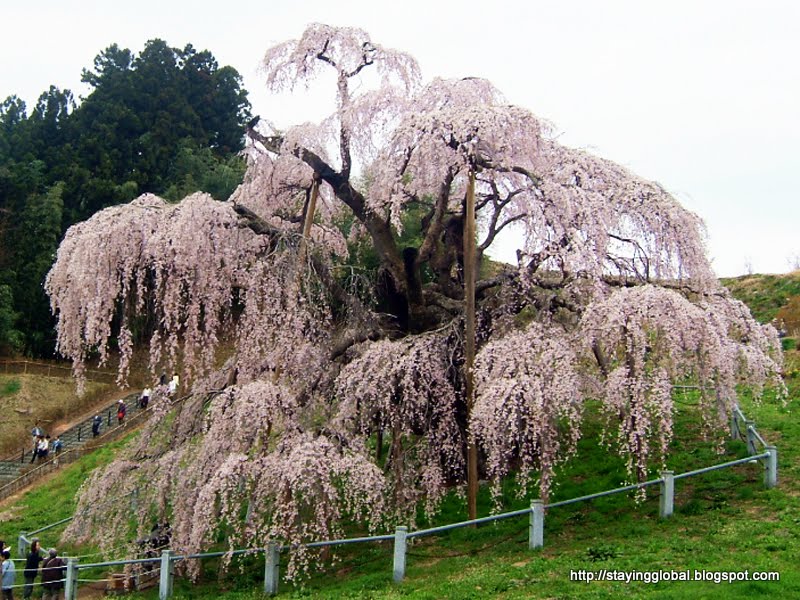 A Global Life: Miharu's Takizakura - Fukushima's pride