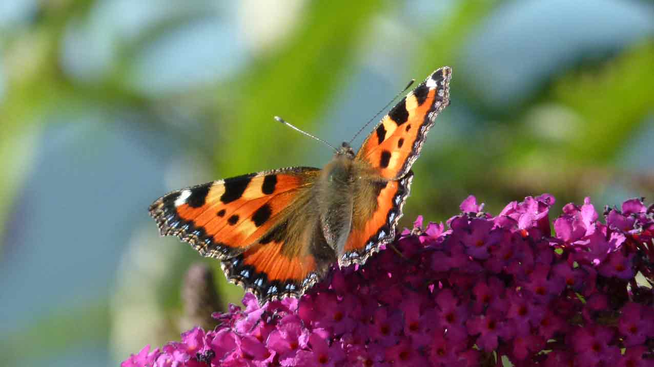 tortue horsfieldii adulte