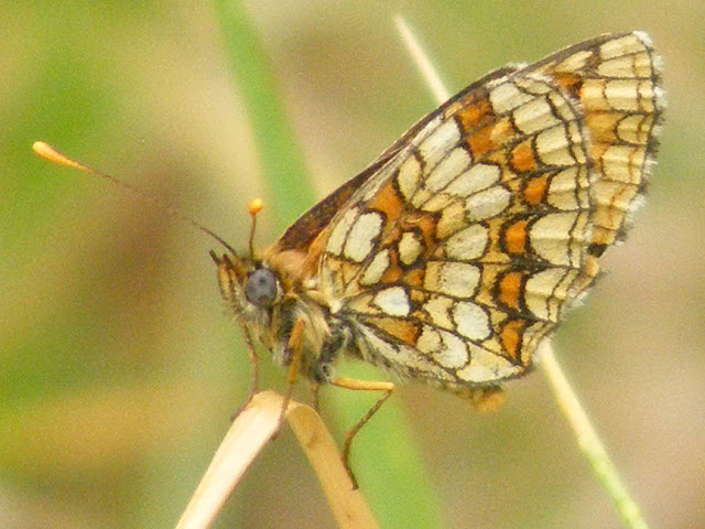 Heath Fritillary Melitaea athalia.  Indre et Loire, France. Photographed by Susan Walter. Tour the Loire Valley with a classic car and a private guide.