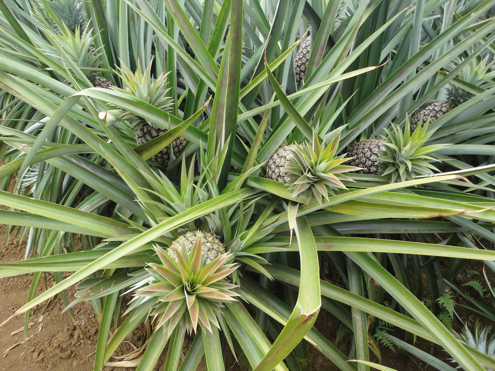 noel autor The Del Monte Pineapple Plantation in Bukidnon, Philippines
