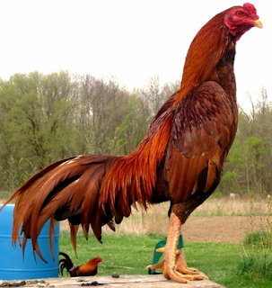 Hasil gambar untuk gambar ayam jago merah