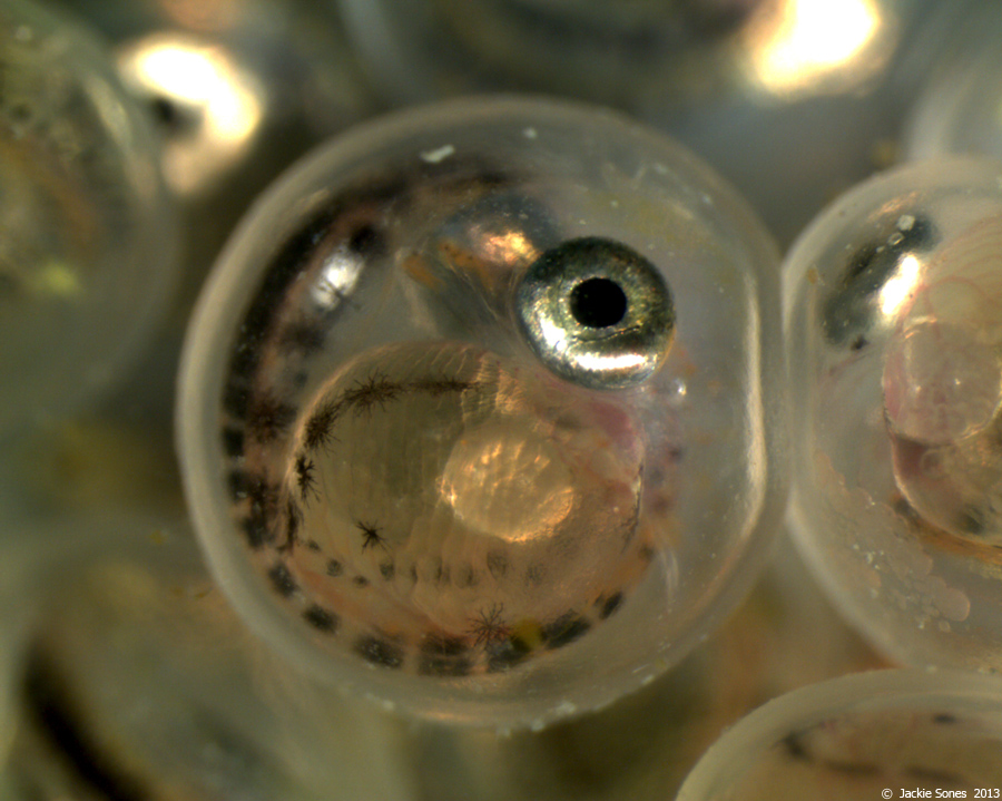 The Natural History of Bodega Head February 2013