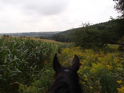 konie, jazda konna, jazda w terenie, pensjonat dla koni w Węgrzcach
