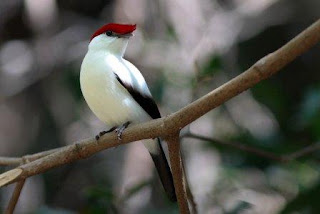 Araripe Manakin Binatang Atau Hewan Langka Di Dunia Yang Terancam Punah
