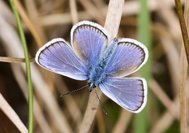 Silver-studded Blue - North Wales Silver-studded Blue - North Wales