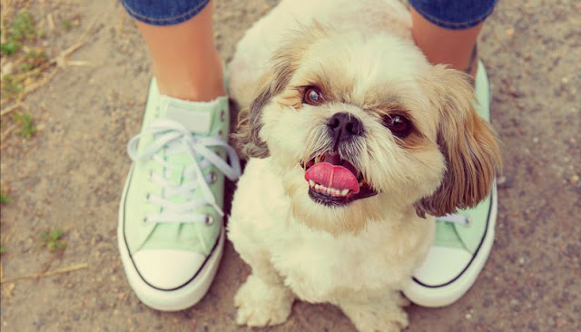 Se seu shih tzu segue-o sempre até ao banheiro, está secretamente dizendo "eu te amo!"