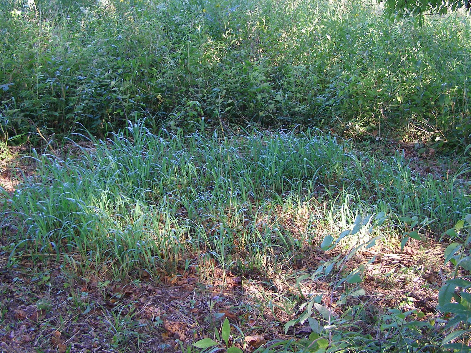 Blue Jay Barrens Johnson Grass