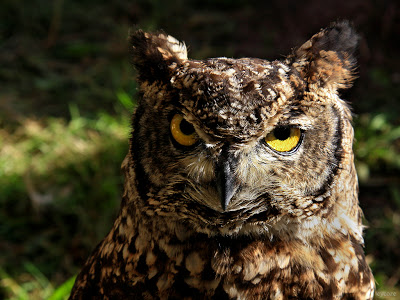 Owl - Amaxing