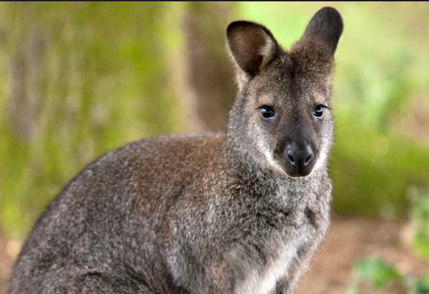 what does a wallaby look like what does a wallaby look like