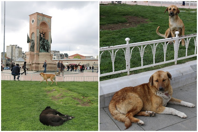Stray dogs are seen healthy at Taksim Square as they are fed every evening and well-taken care by the government and Animal Welfare in Istanbul, Turkey Stray dogs are seen healthy at Taksim Square as they are fed every evening and well-taken care by the government and Animal Welfare in Istanbul, Turkey