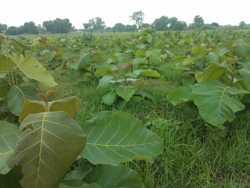 Hybrid Poplar Plant Sagwan Tree Information