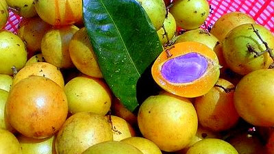 Tebak Tebakan Buah yang Mengasikan dan Menantang Otak