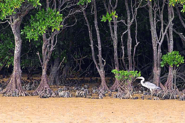 GIF, Mangrove trees and Grey Heron