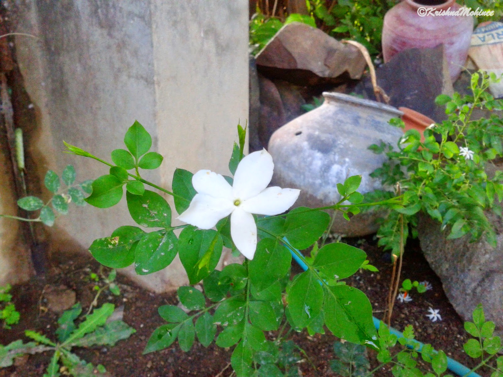 Image: Flower Chameli