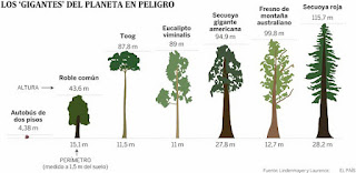 Arboles, Deforestacion, Secuoyas, Baobab, Fresno, Cambio climatico, SEO/BirdLife, 