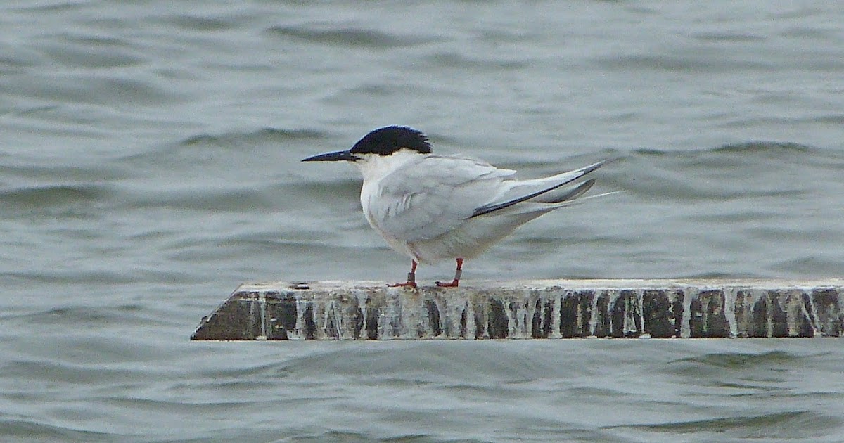 Dorset Birds: Sightings - Saturday 9th July 2016