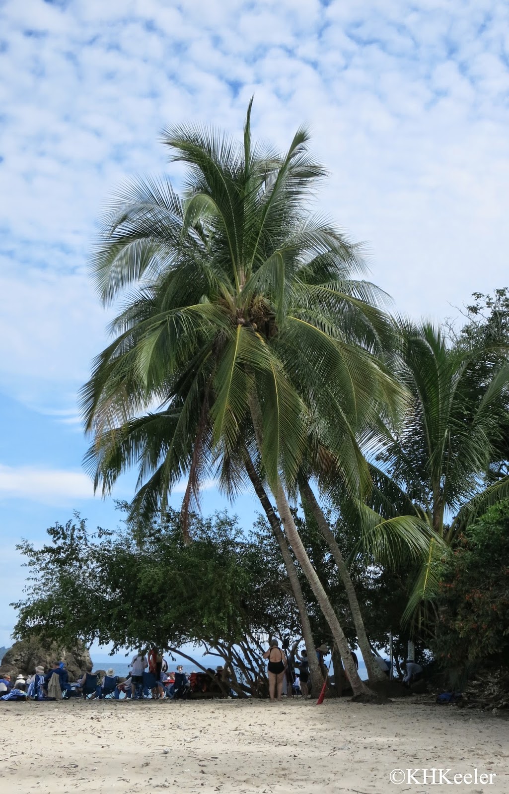 coconut palm on beach, Pacific coast, Panama