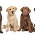 Labrador retriever: caracteristicas, cuidados,educacion,curiosidades