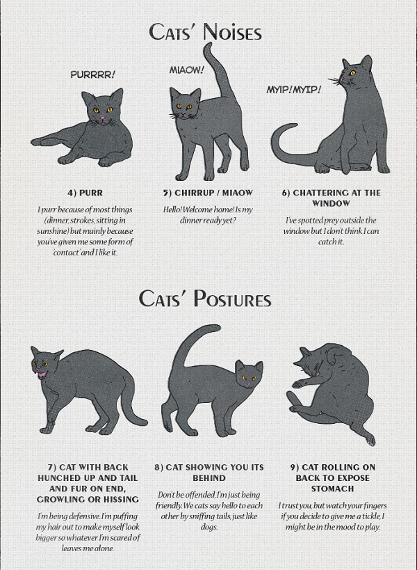 Как понять кошечку. Поведение кошек. Как понять поведение кошки по хвосту. Настроение кошки по хвосту. Характер кота по хвосту.