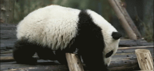 Панда гифка. Панда кувыркается. Сонная Панда. Анимационные панды.