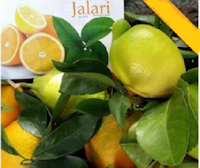 Vinci gratis una cassetta di Agrumi Biologici Jalari Logo Vinci gratis una cassetta di Agrumi Biologici Jalari