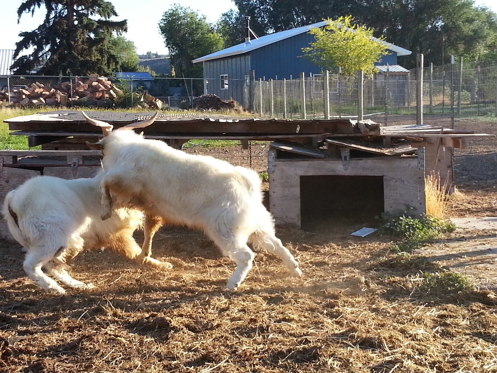 LIBERTY FARM CASHMERE GOATS KING OF THE PASTURE