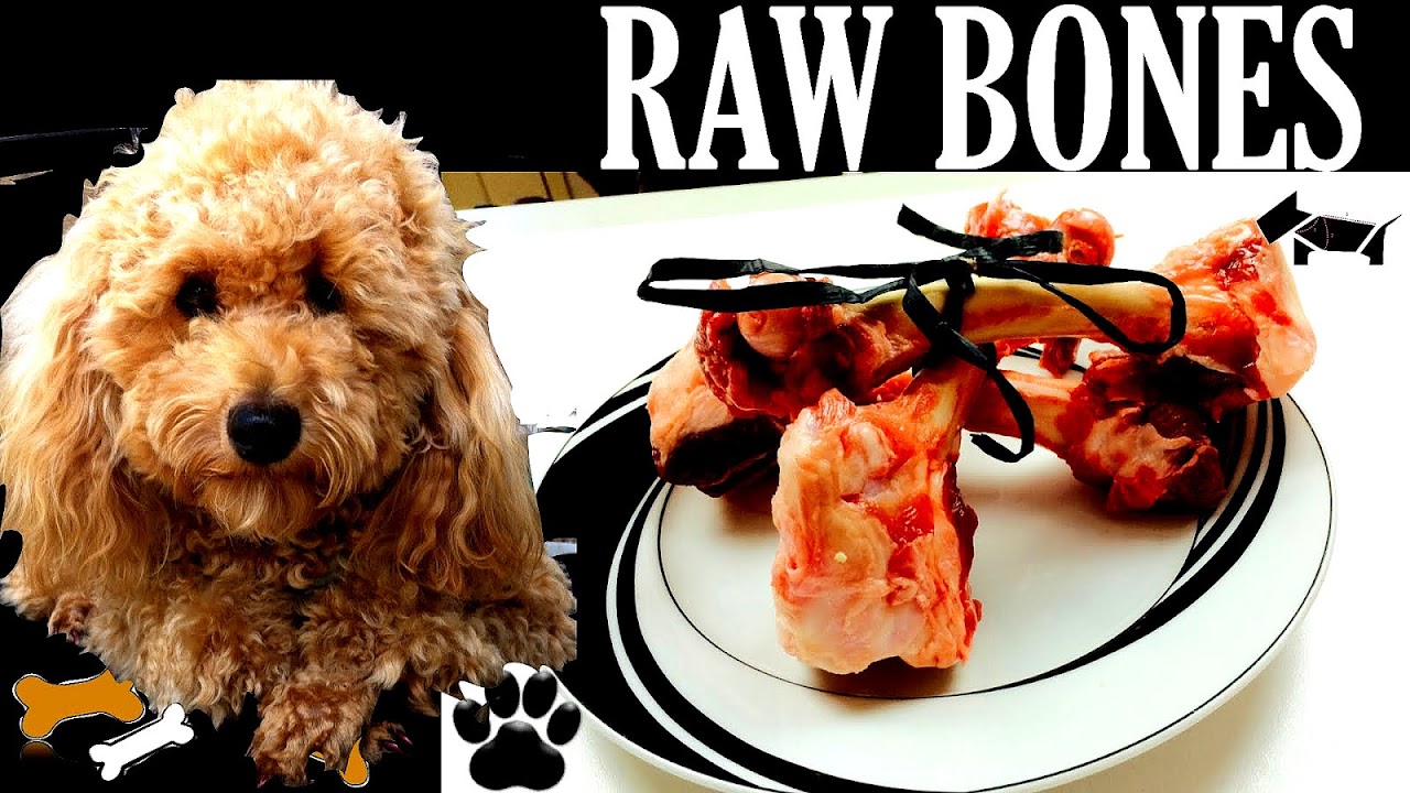 Marrow Bones For Dogs Raw Or Cooked Dog Choices