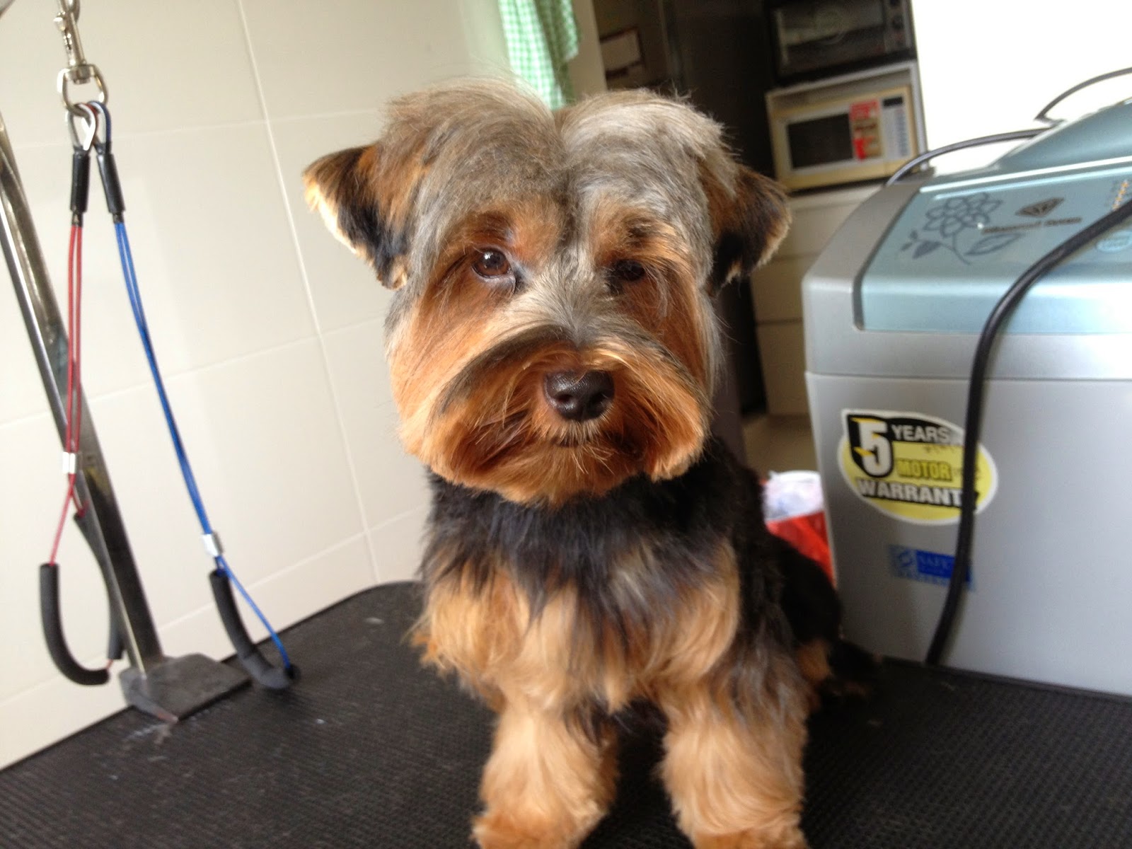 Yorkshire Terrier Puppy cut Mobile Dog Stylists Pet Grooming & Dog Home Boarding